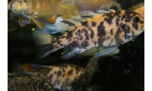 Metriaclima estherae OB